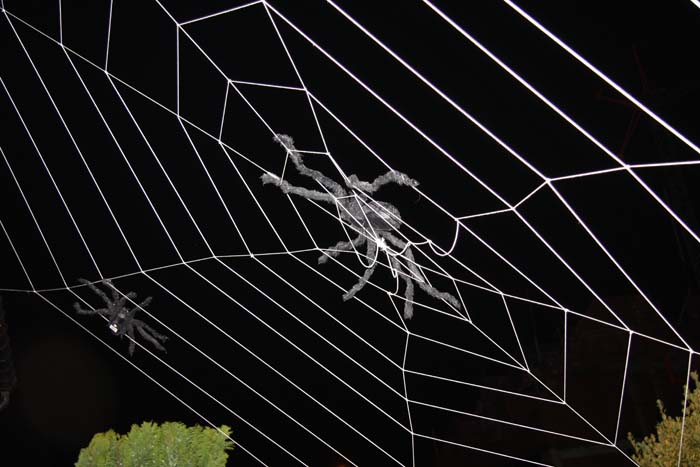 halloween-beez-027